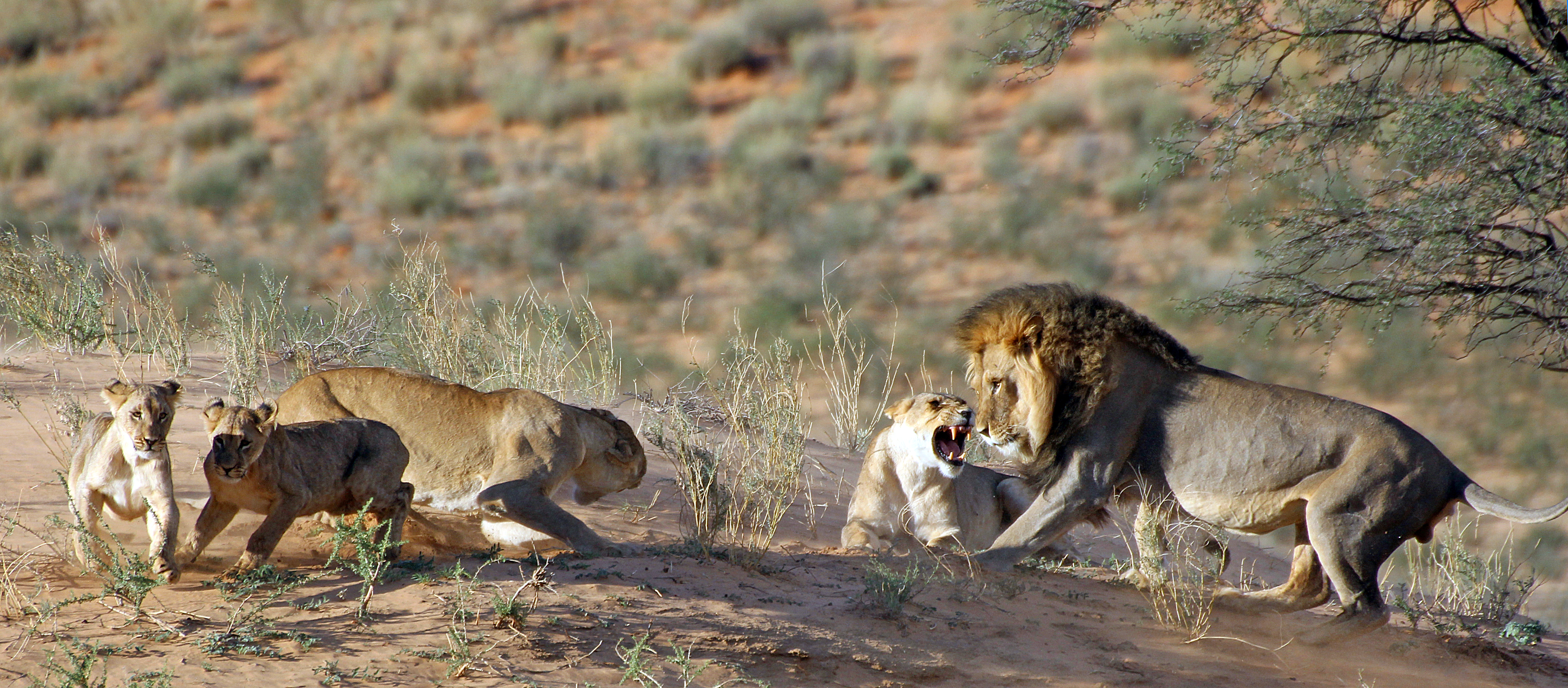 Lions - +- 500 meters from our campsite at Rooiputs