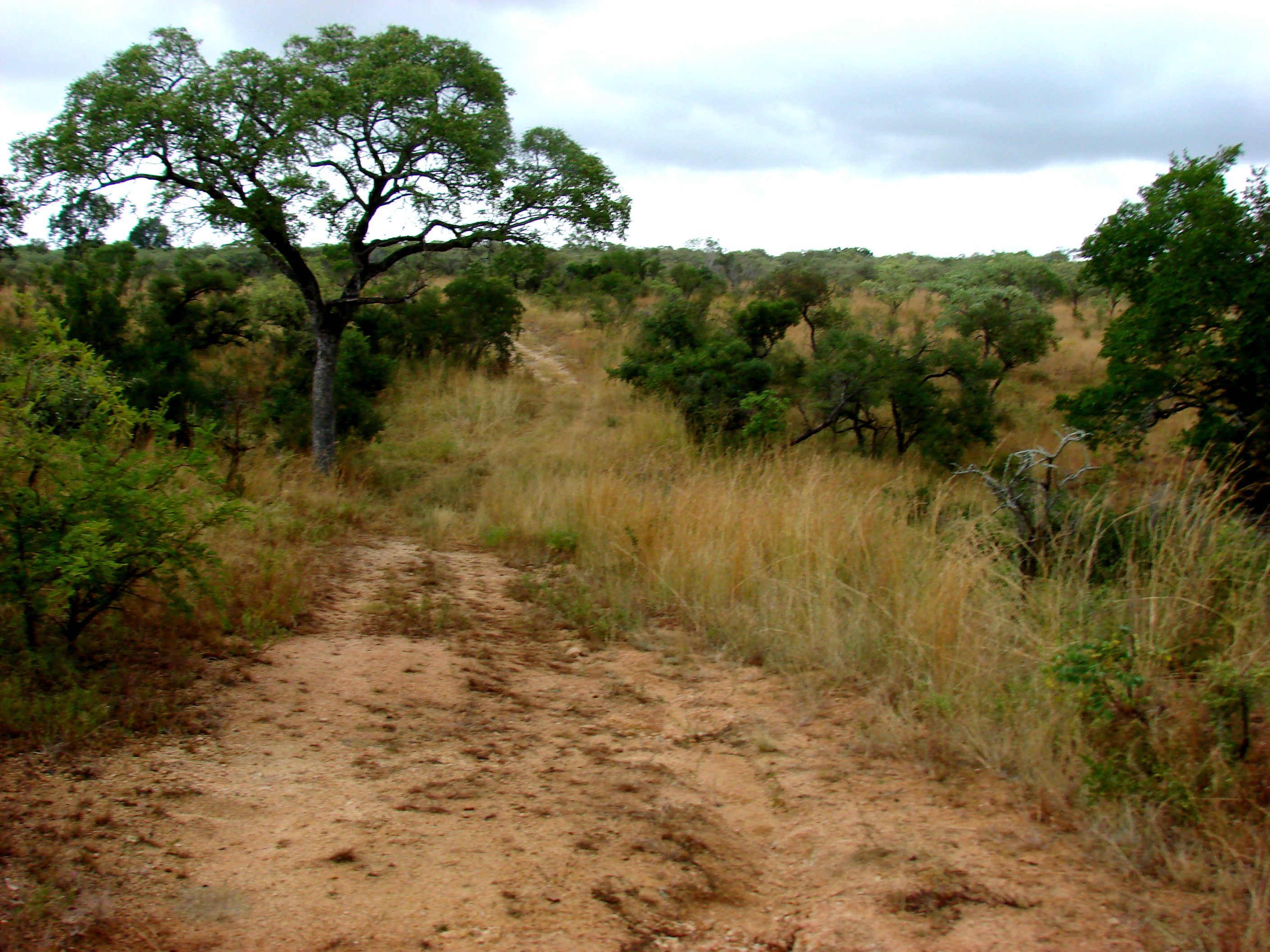 kruger maart 2015 t 146.JPG