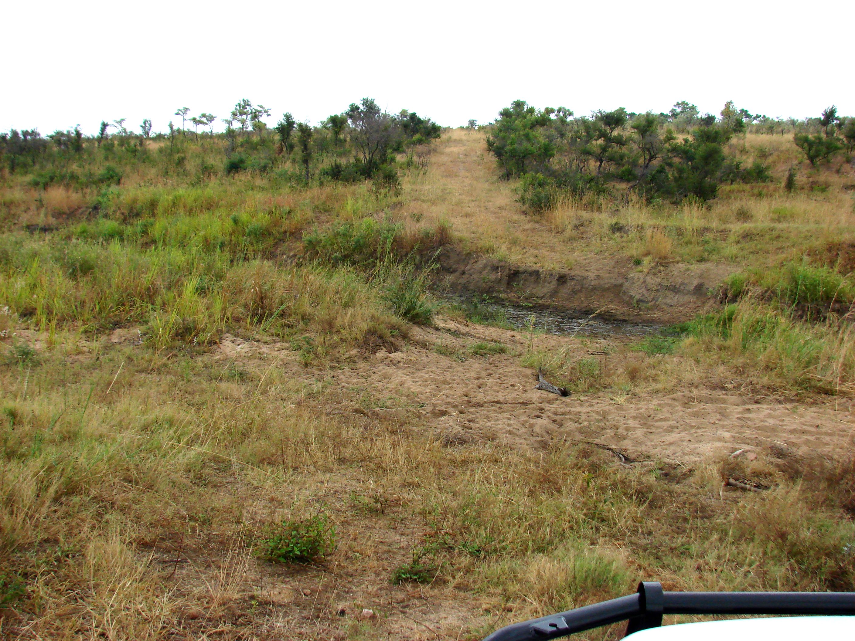 kruger maart 2015 t 153.JPG