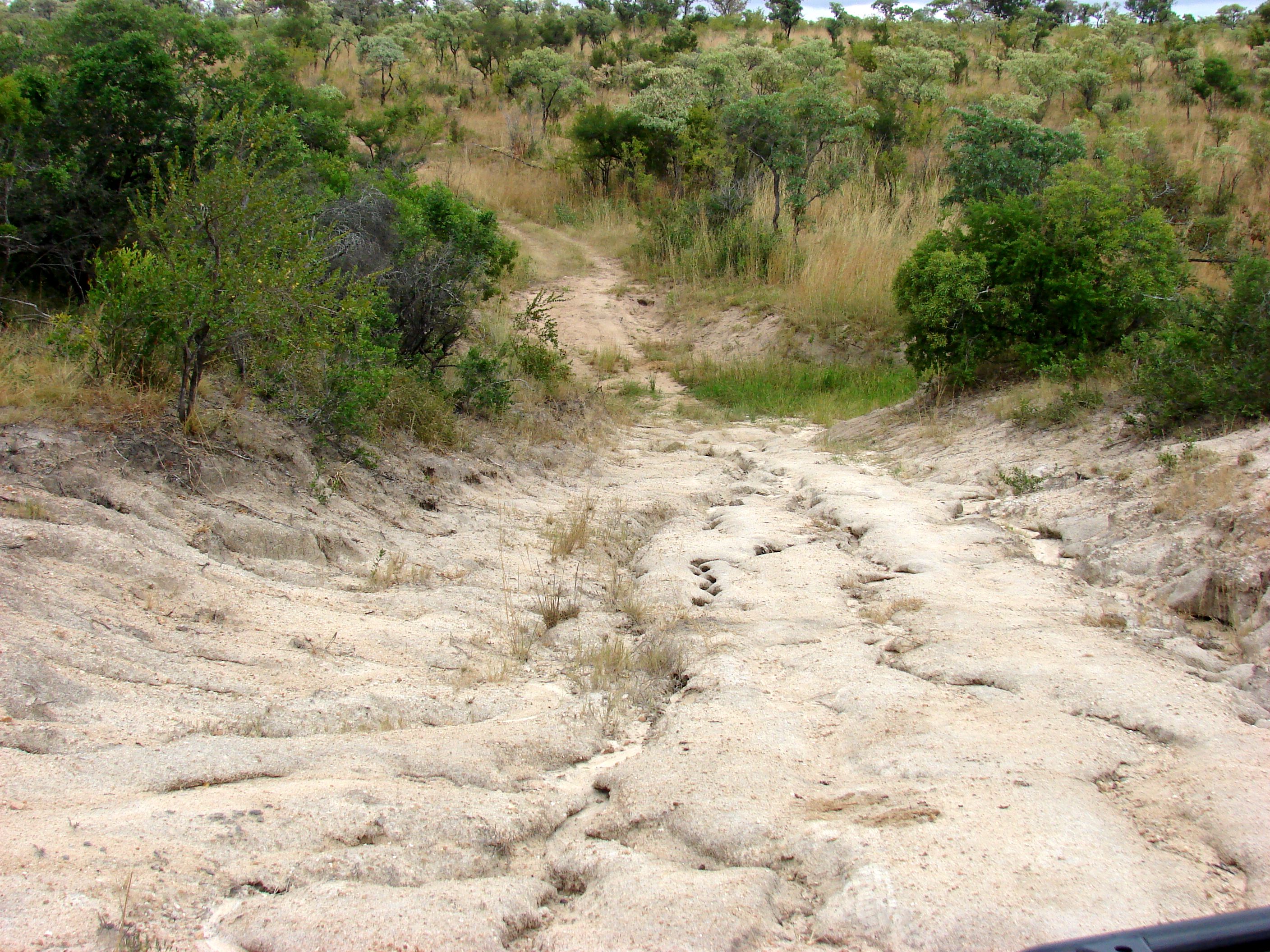 kruger maart 2015 t 171.JPG