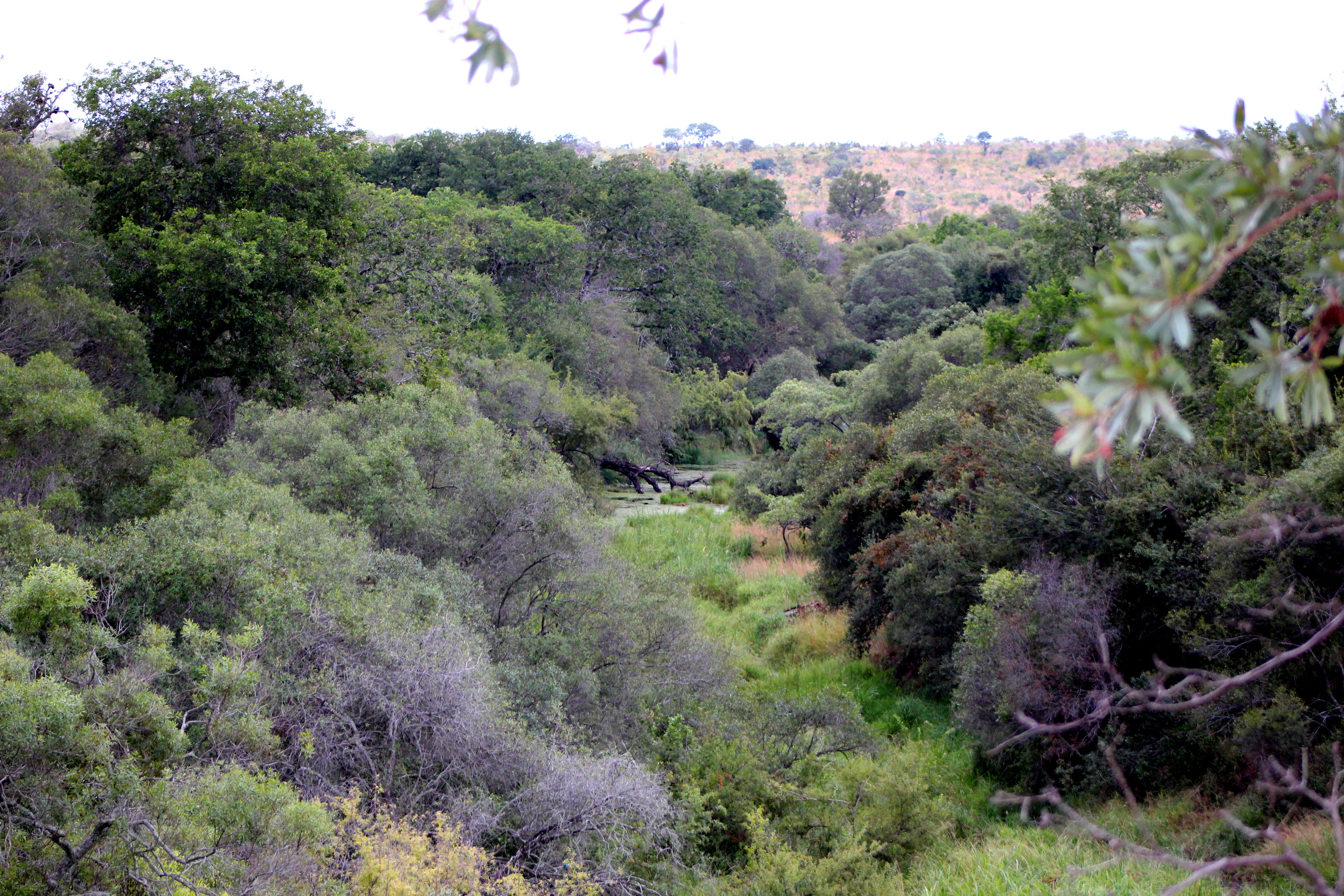 kruger maart 2015 j 208.JPG