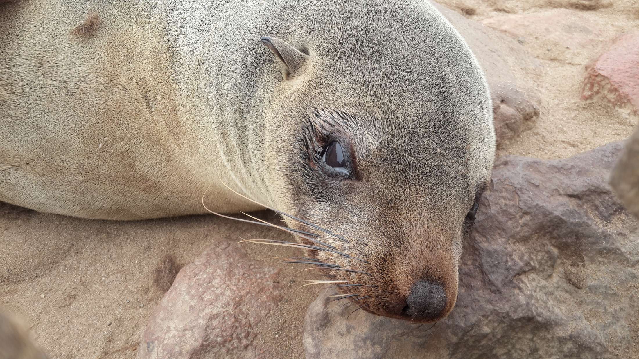Up Close with a seal