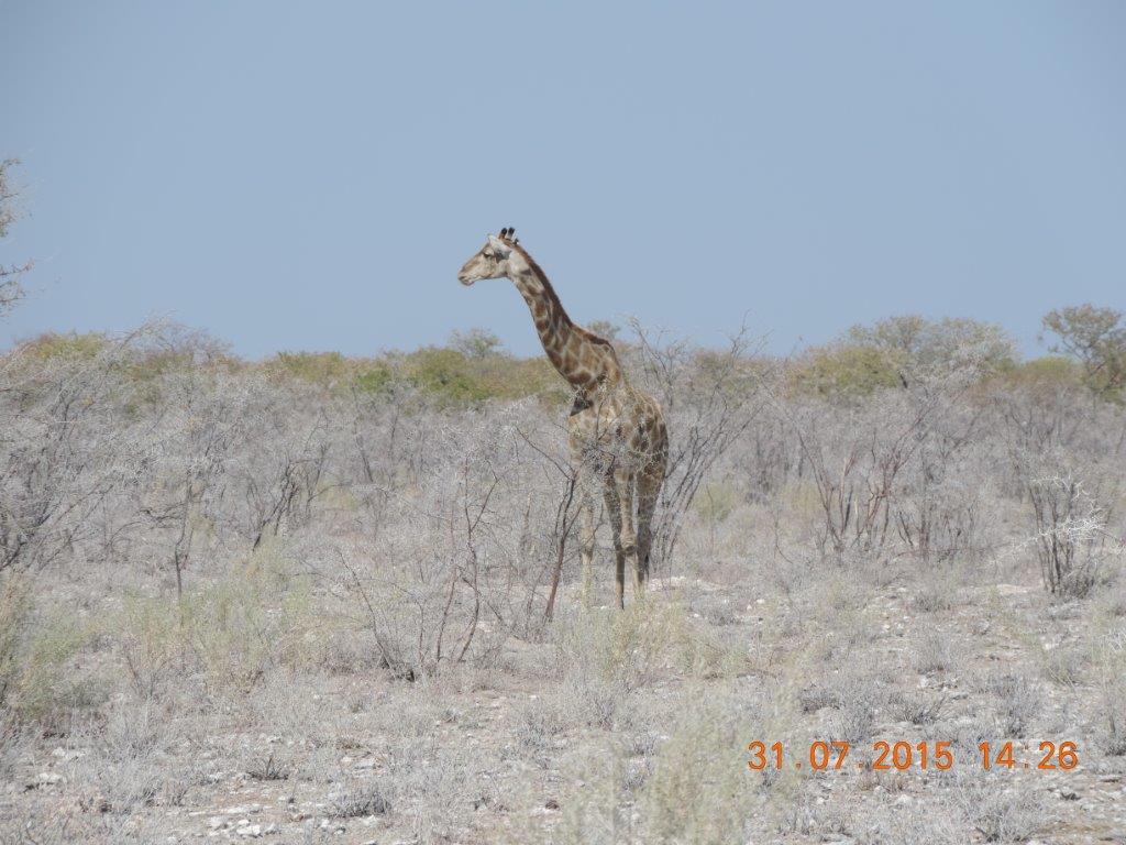 Etosha-Okaukeujo-Halali-Namutoni 057.jpg