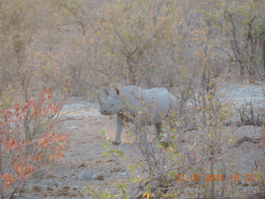 Etosha-Okaukeujo-Halali-Namutoni 102.jpg