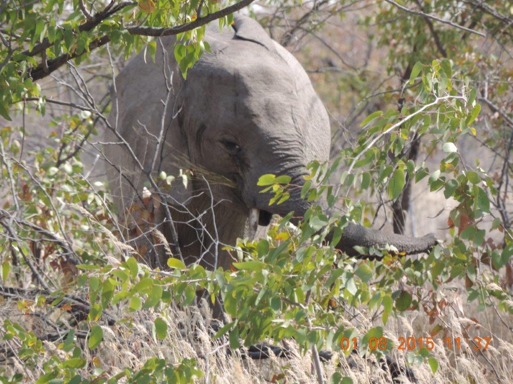 Etosha-Okaukeujo-Halali-Namutoni 141.jpg