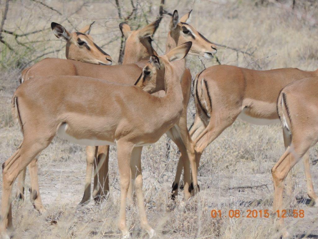 Etosha-Okaukeujo-Halali-Namutoni 165.jpg