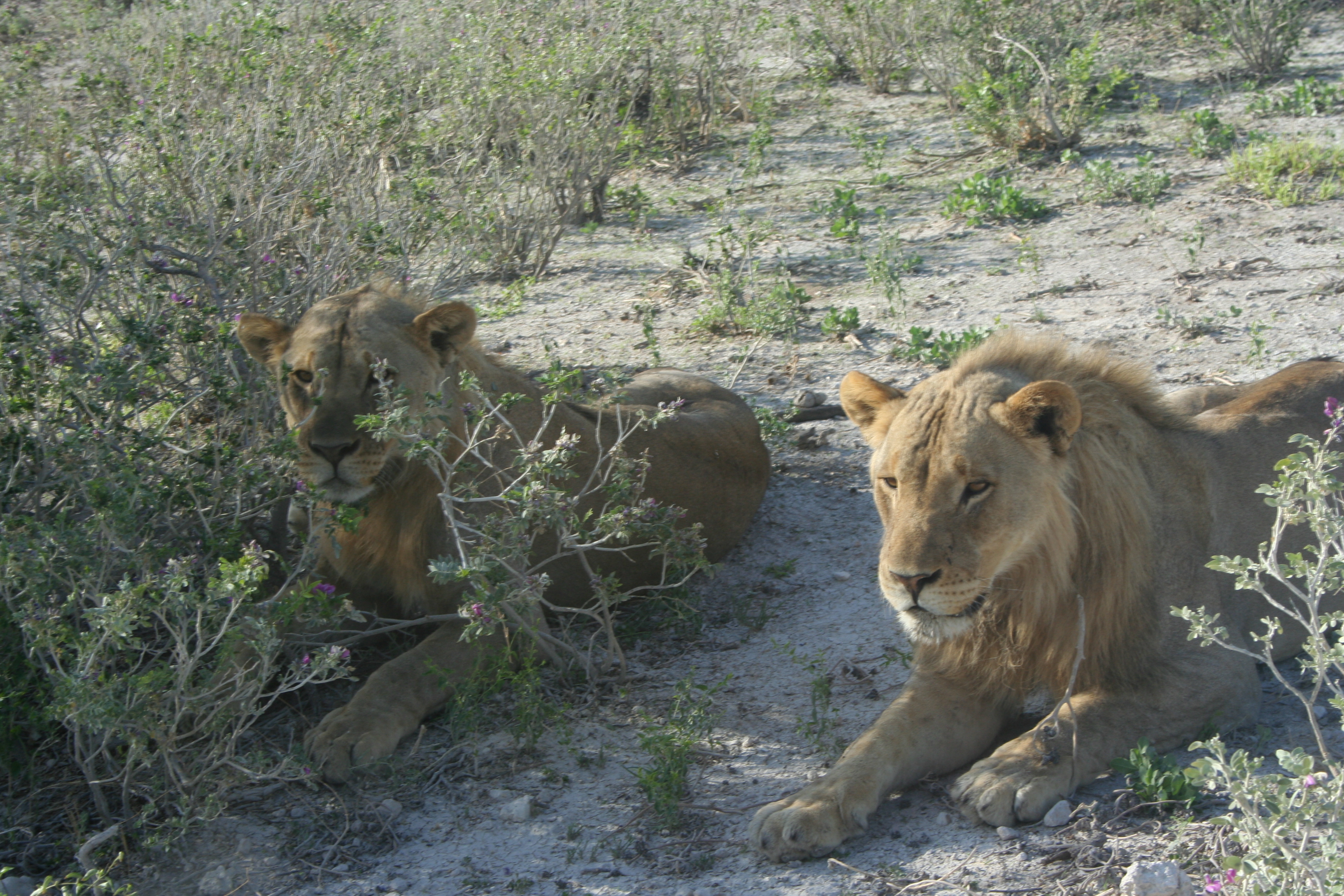 Lions relaxing in Okakujue.JPG