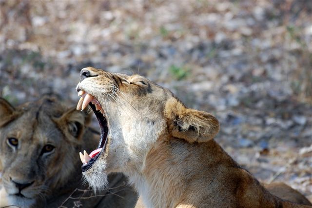 Katavi Lions 1.JPG