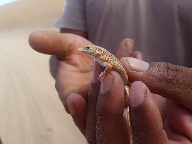 Shovel Snouted Lizard