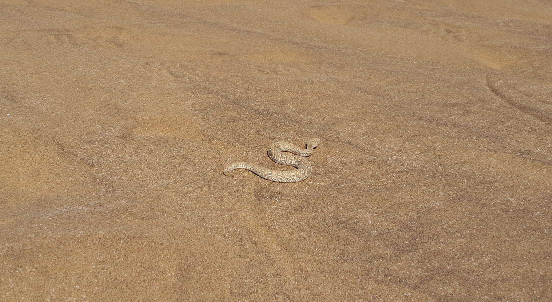 Sidewinder Adder