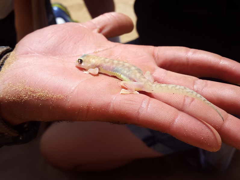 Palmato Gecko