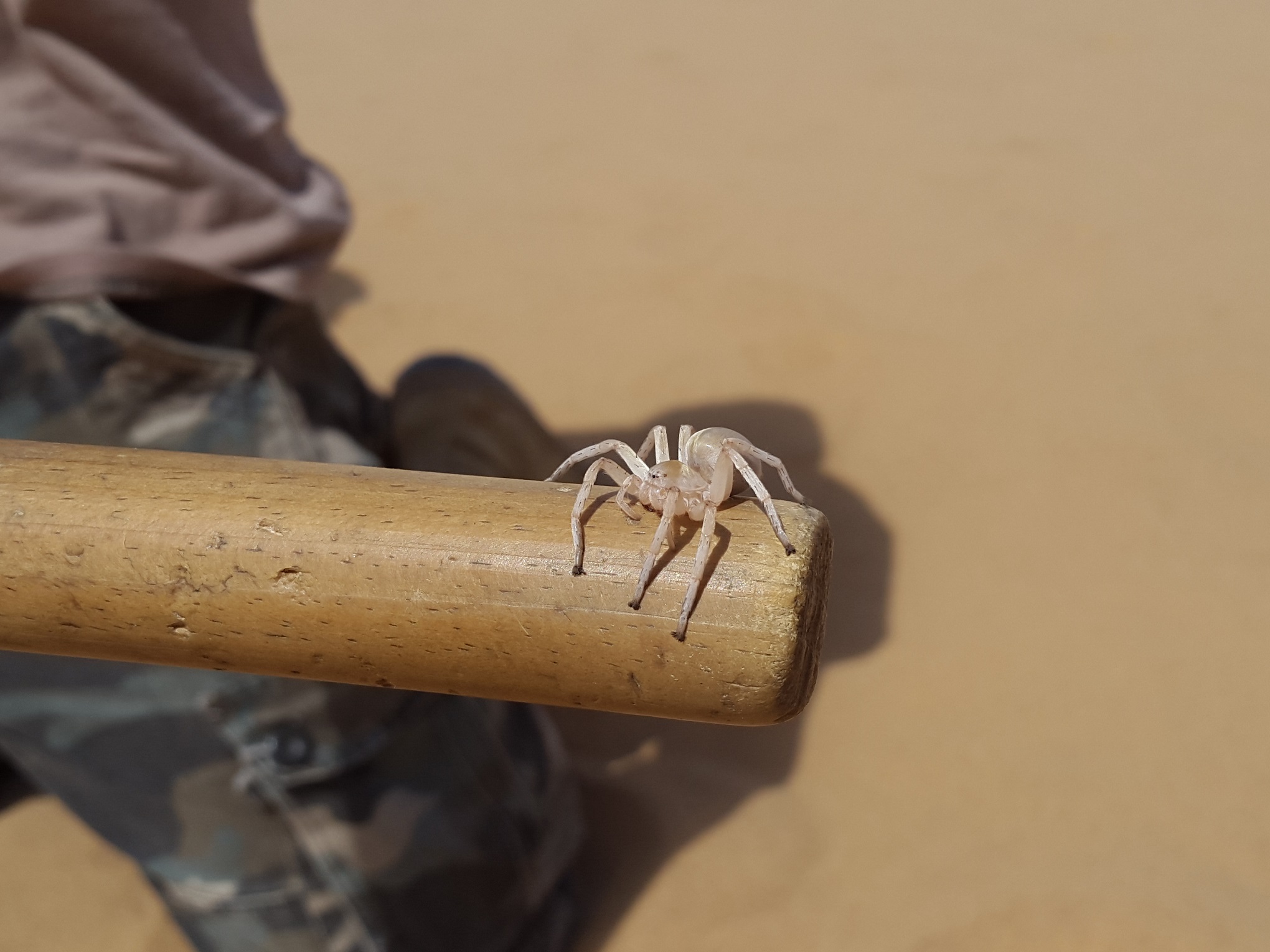Dancing White Lady Spider