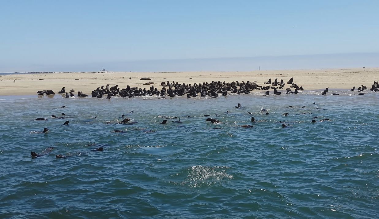 Pelican Point Seal colony