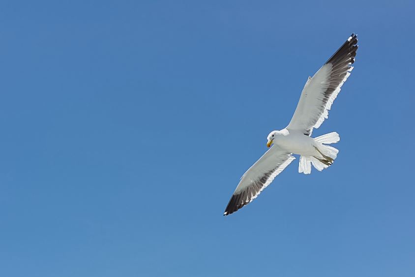 Gull on the wing