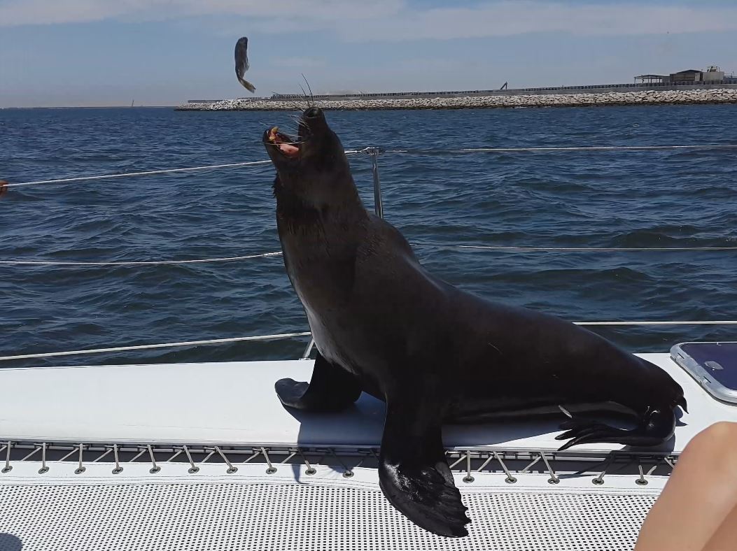 Hungry Seal