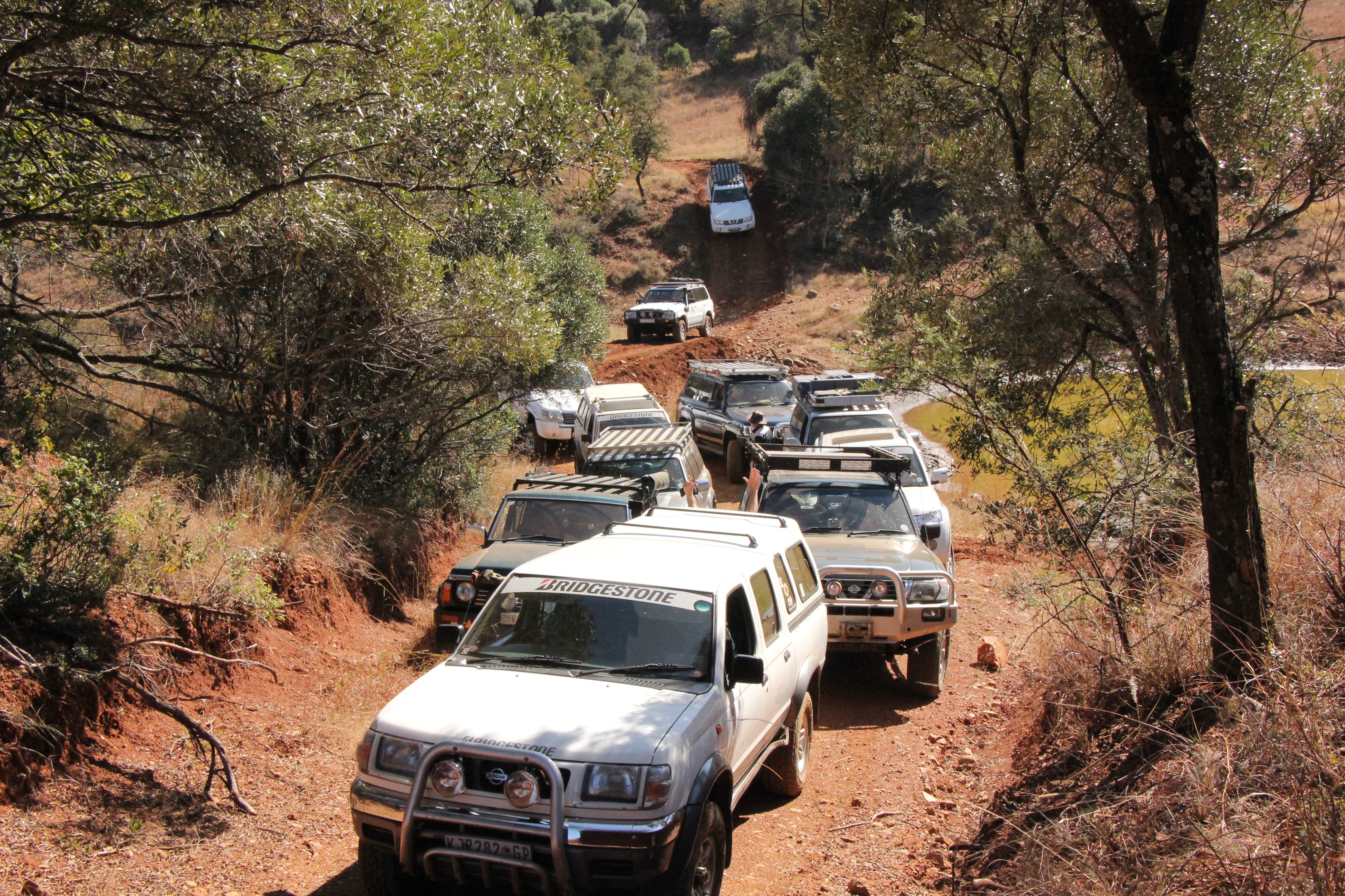Traffic jam in the bush