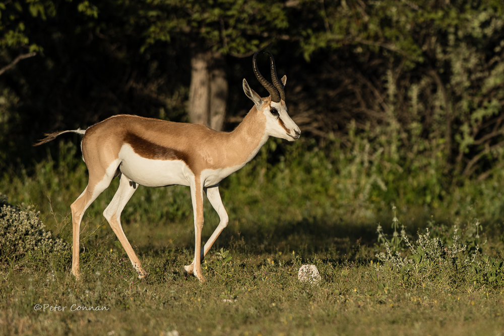 Springbokram