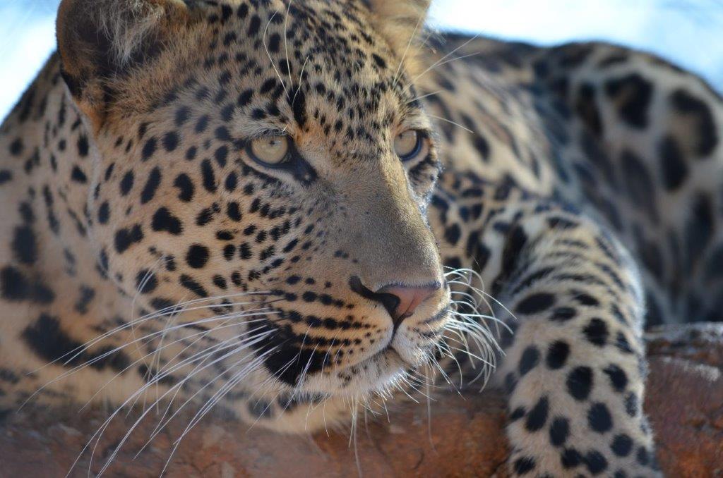 Leopard at Zelda Game Farm