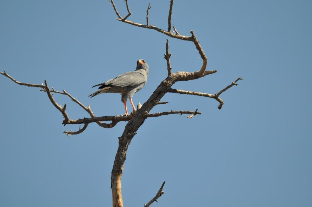 Dark Chanting Goshawk