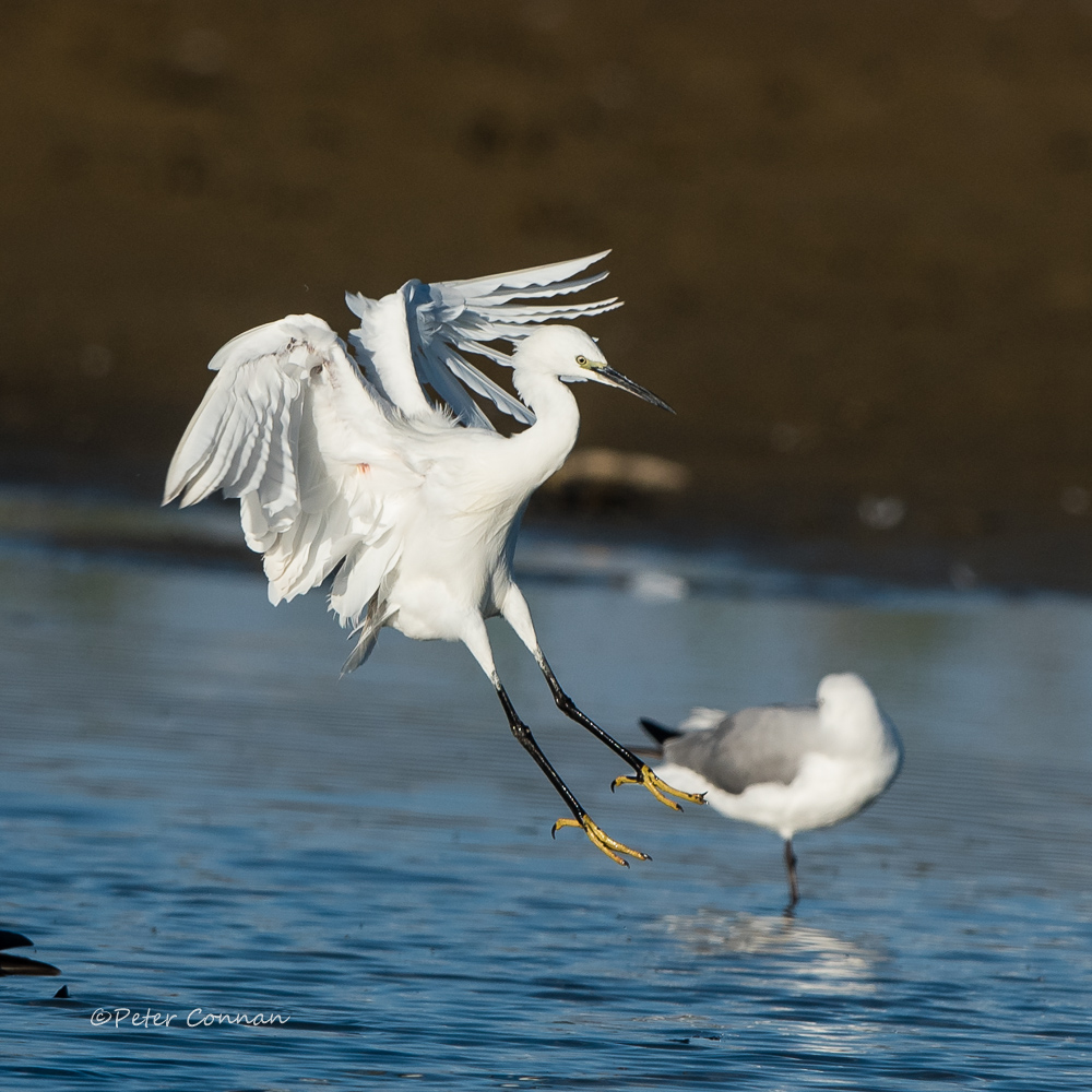 Little Egret
