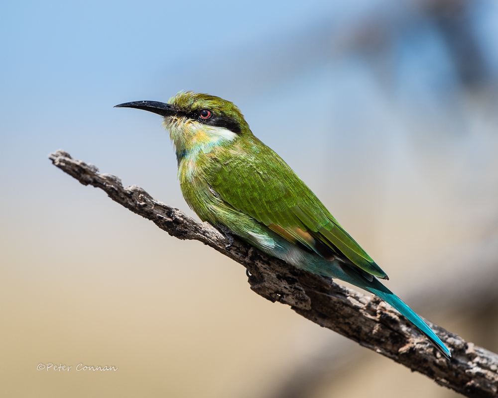 Swallow-tailed Bee-eater