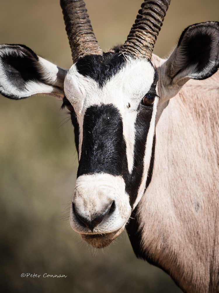 Gemsbok
