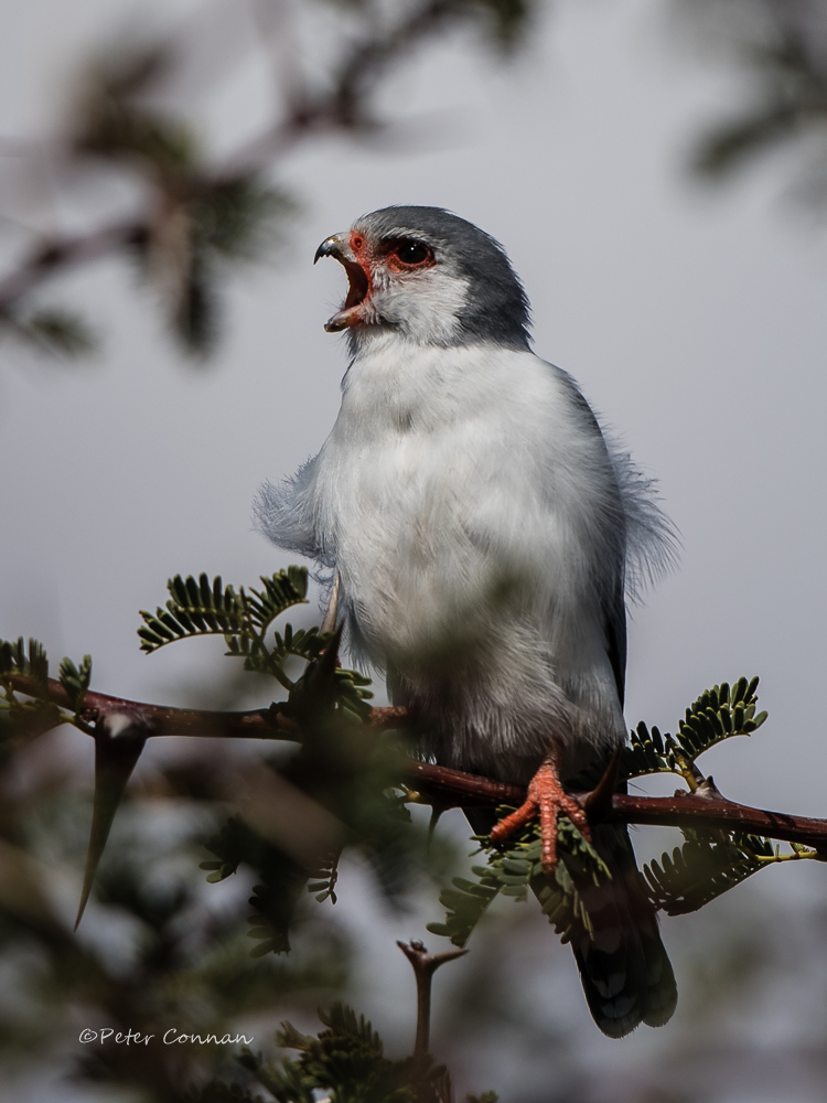 Pygmy Falcon