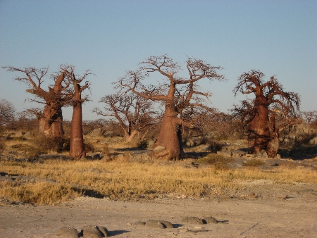 Kubu 2008.jpg