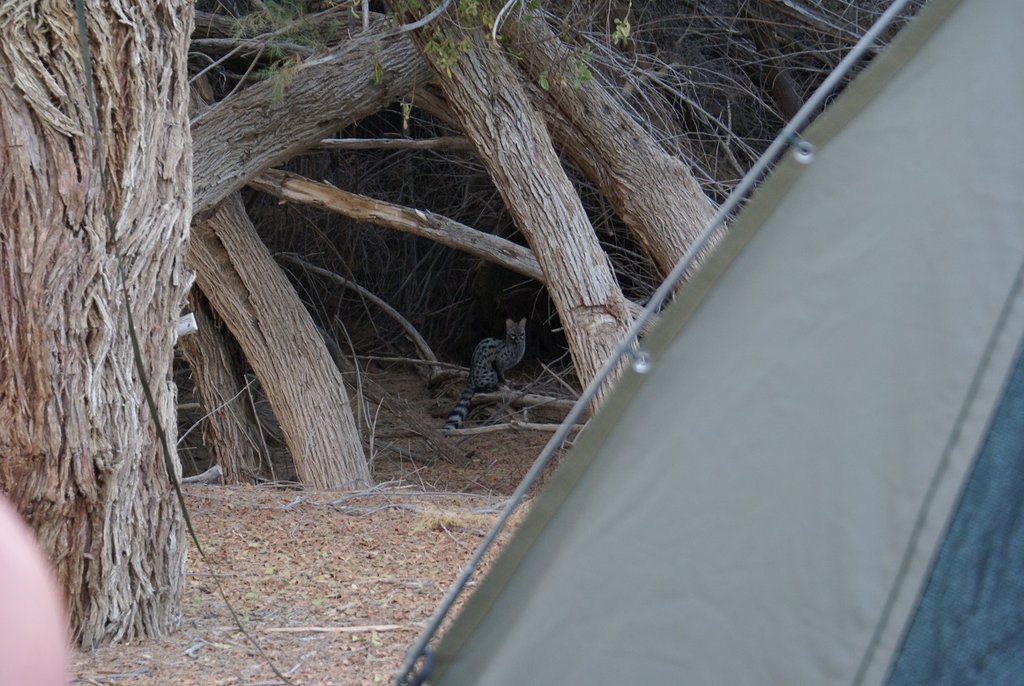 A1 Visitor at Potjiespram.JPG