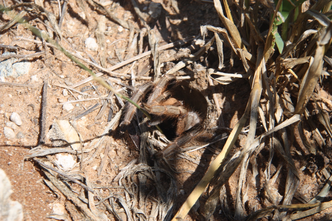 Golden brown baboon spider