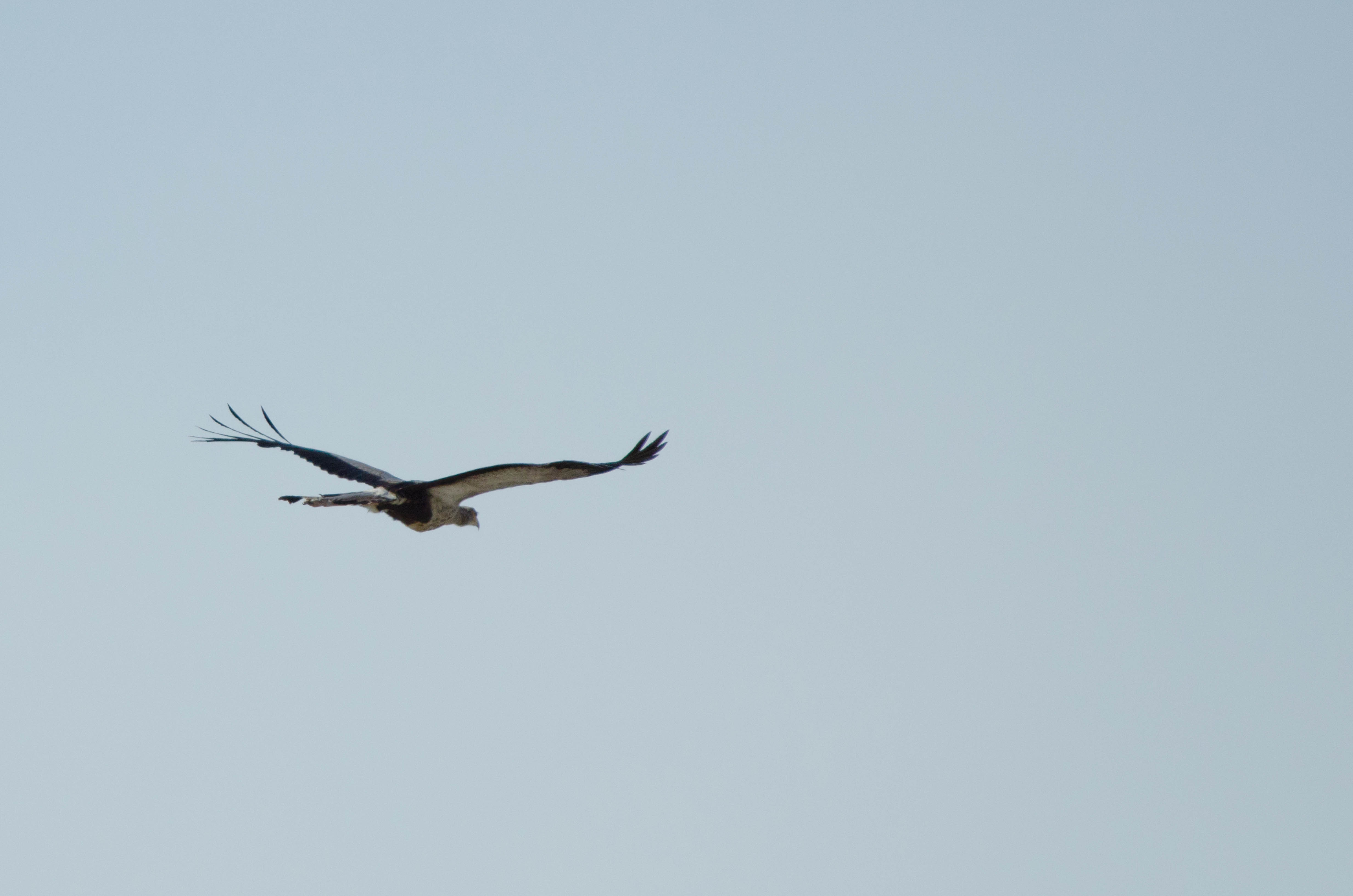 _DSC7762crop.jpg