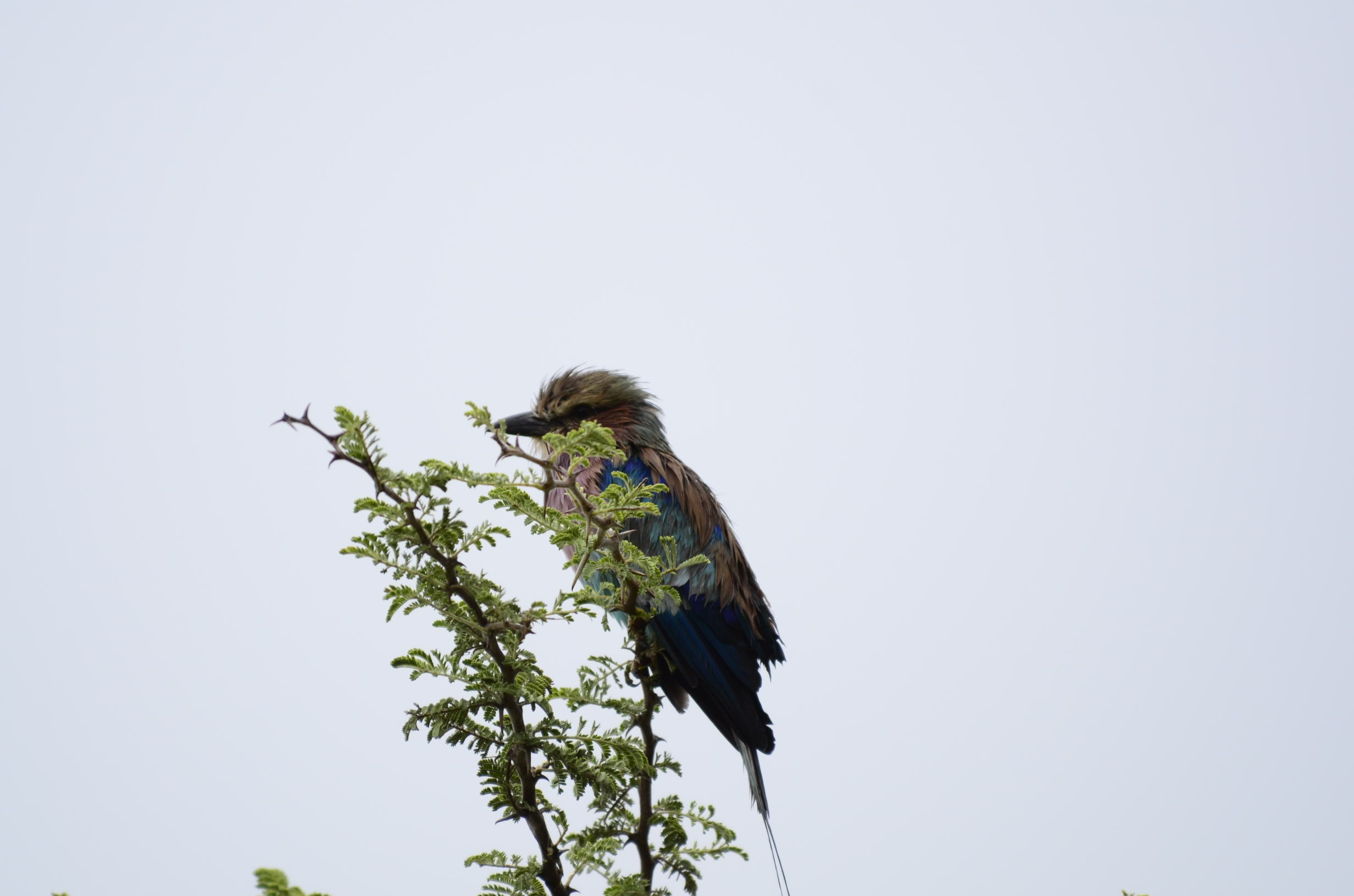 _DSC7833.jpg