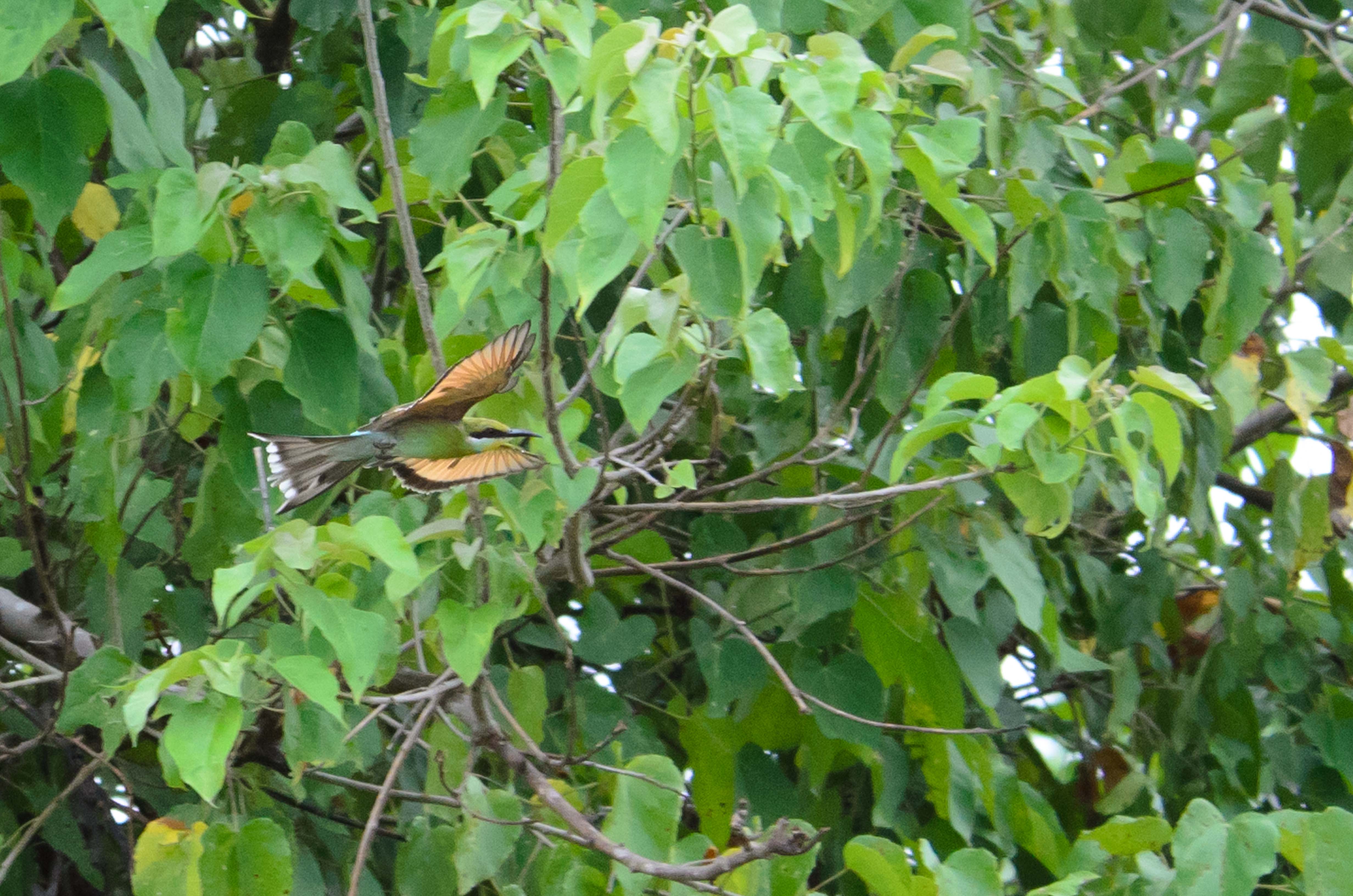 _DSC7899crop.jpg