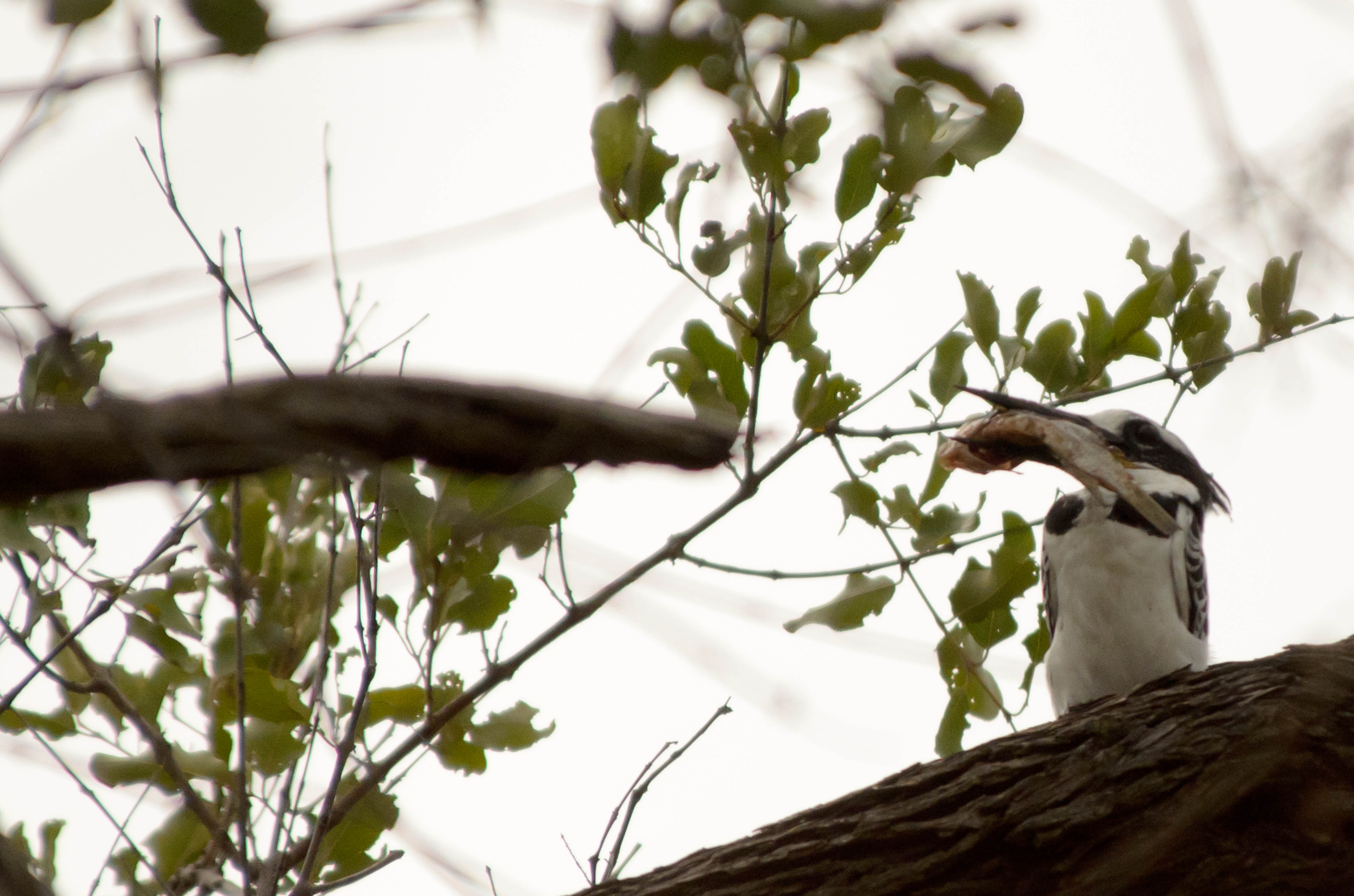 _DSC8048crop.jpg
