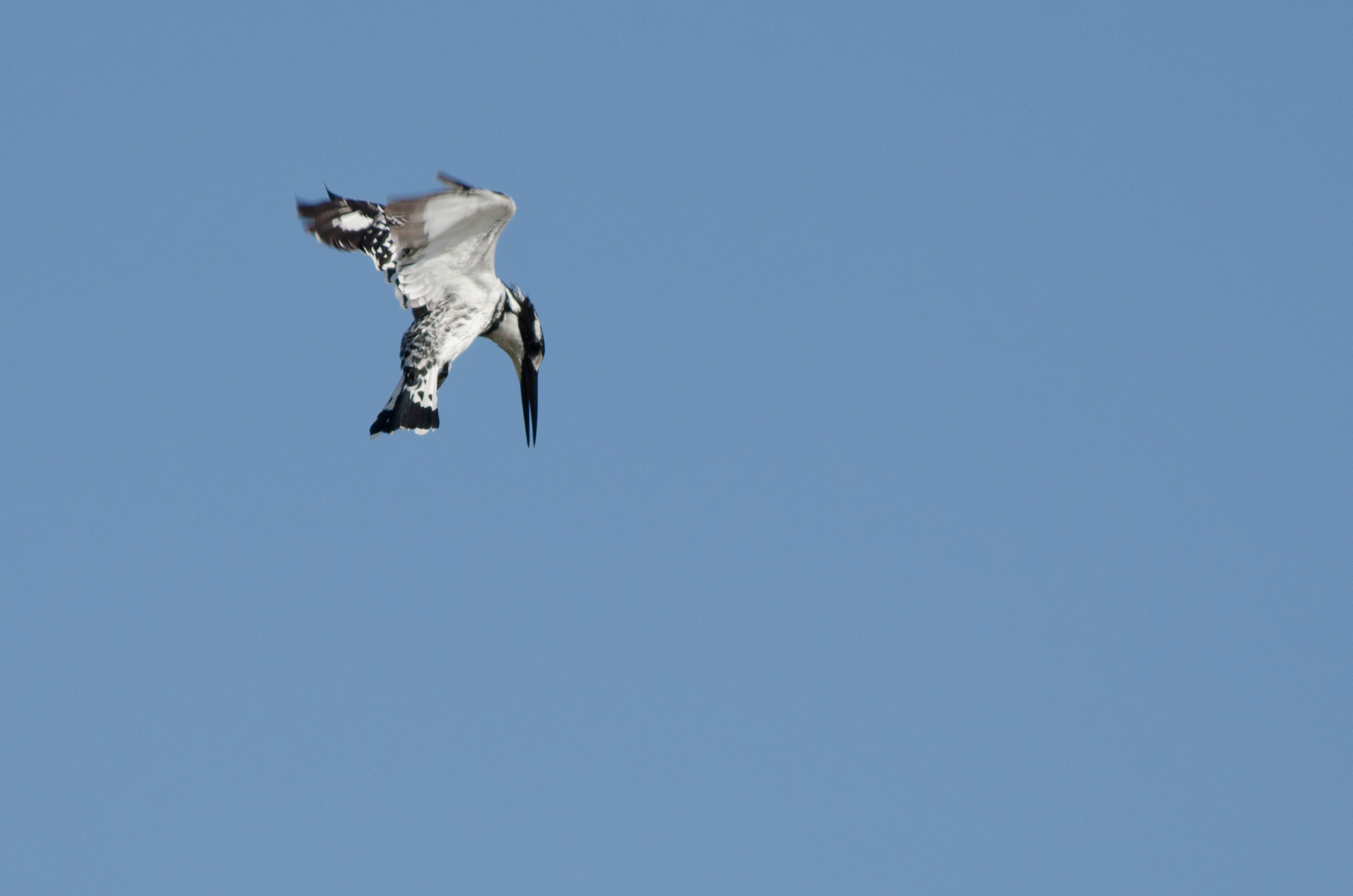 _DSC8194crop.jpg