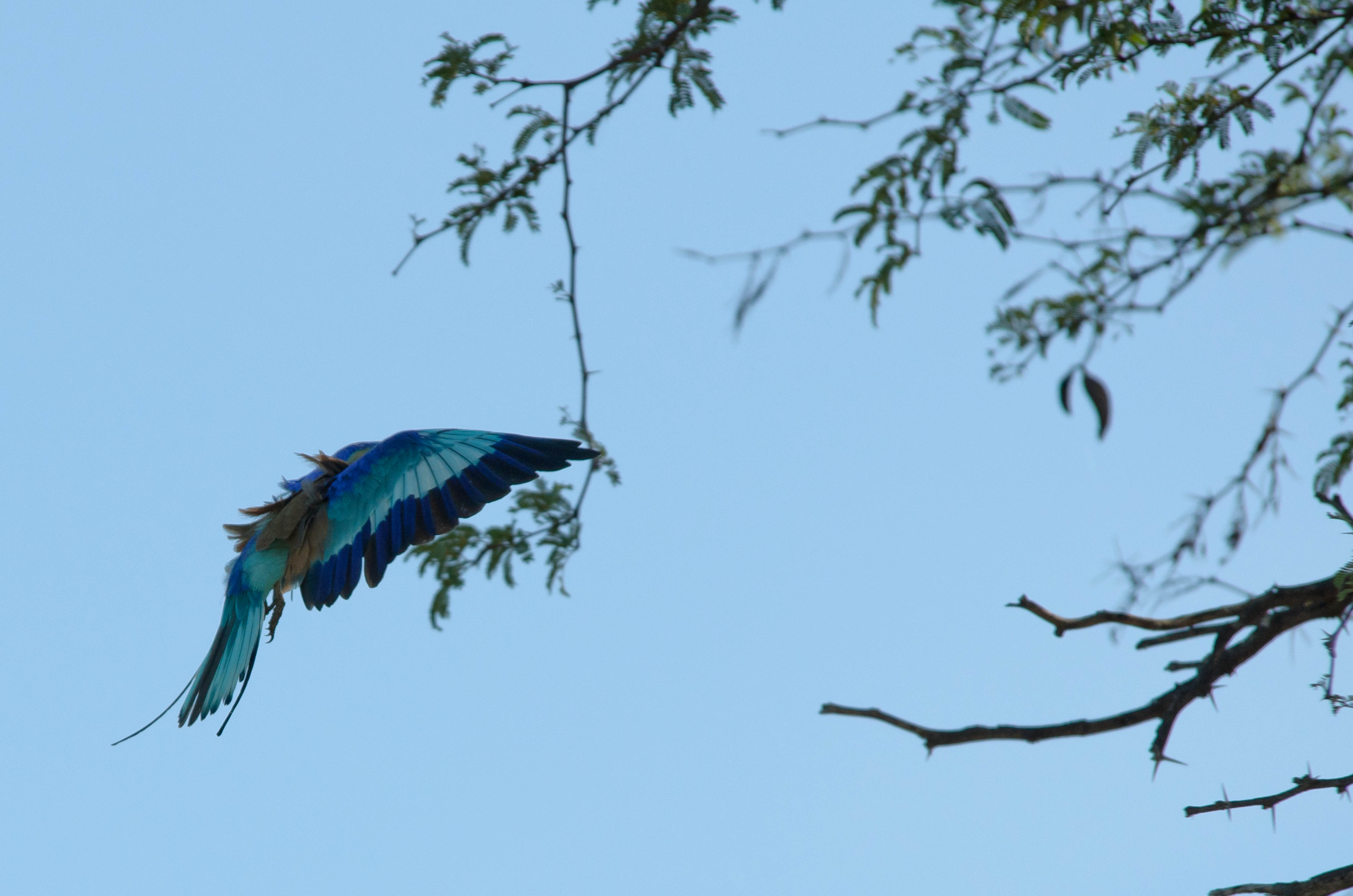_DSC8636cropS.jpg