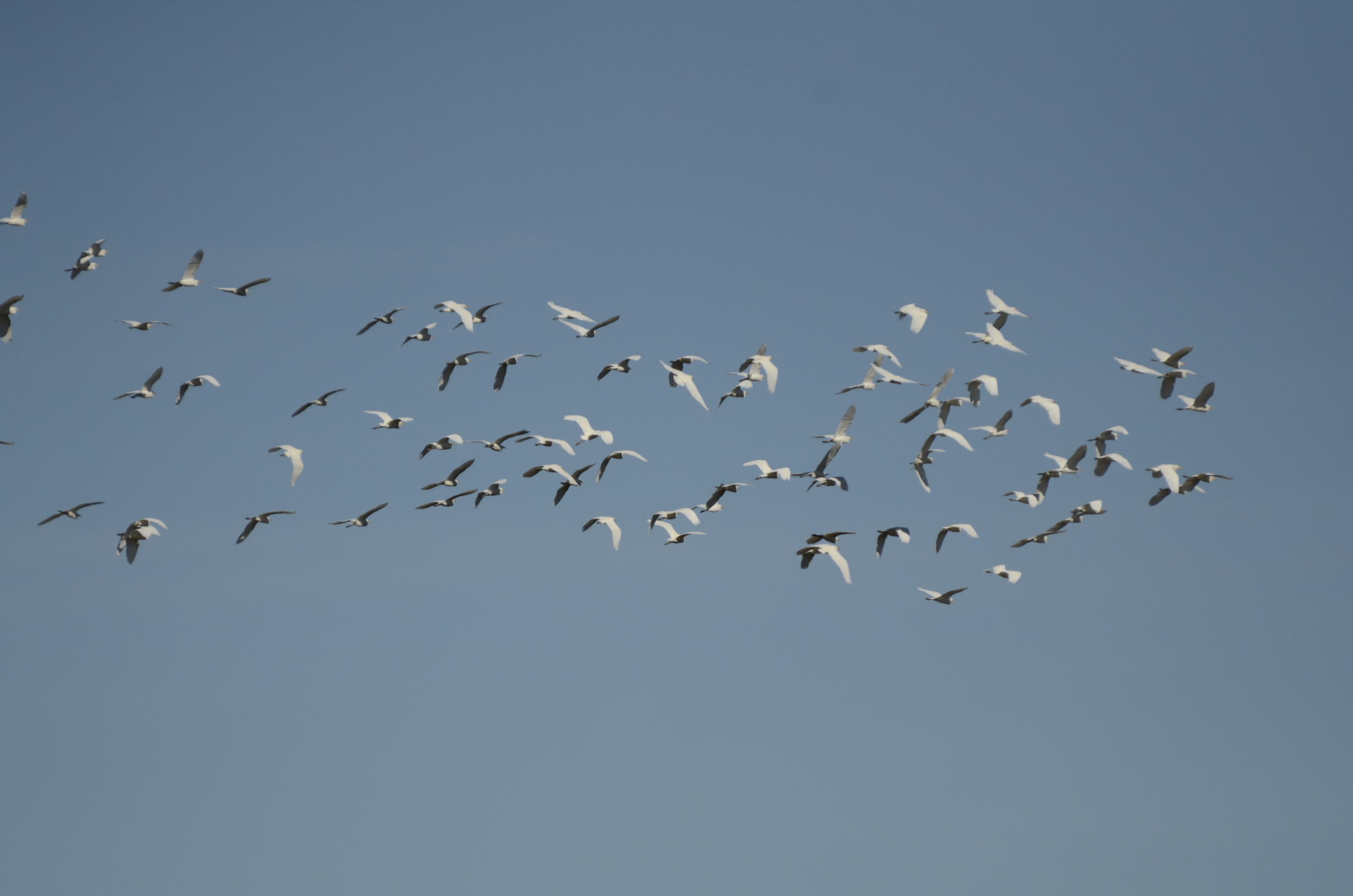 _DSC8665.jpg