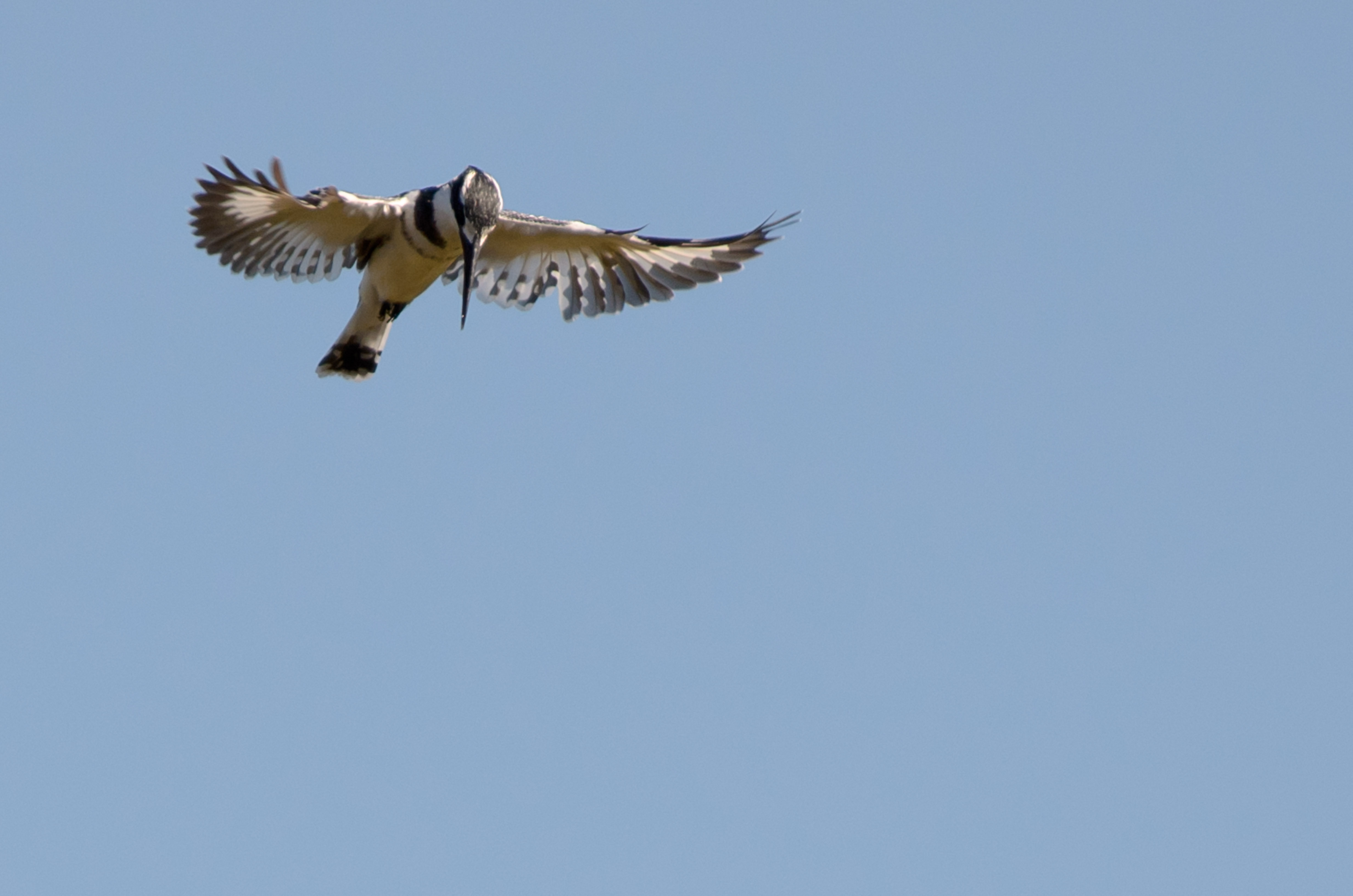 _DSC8684crop.jpg
