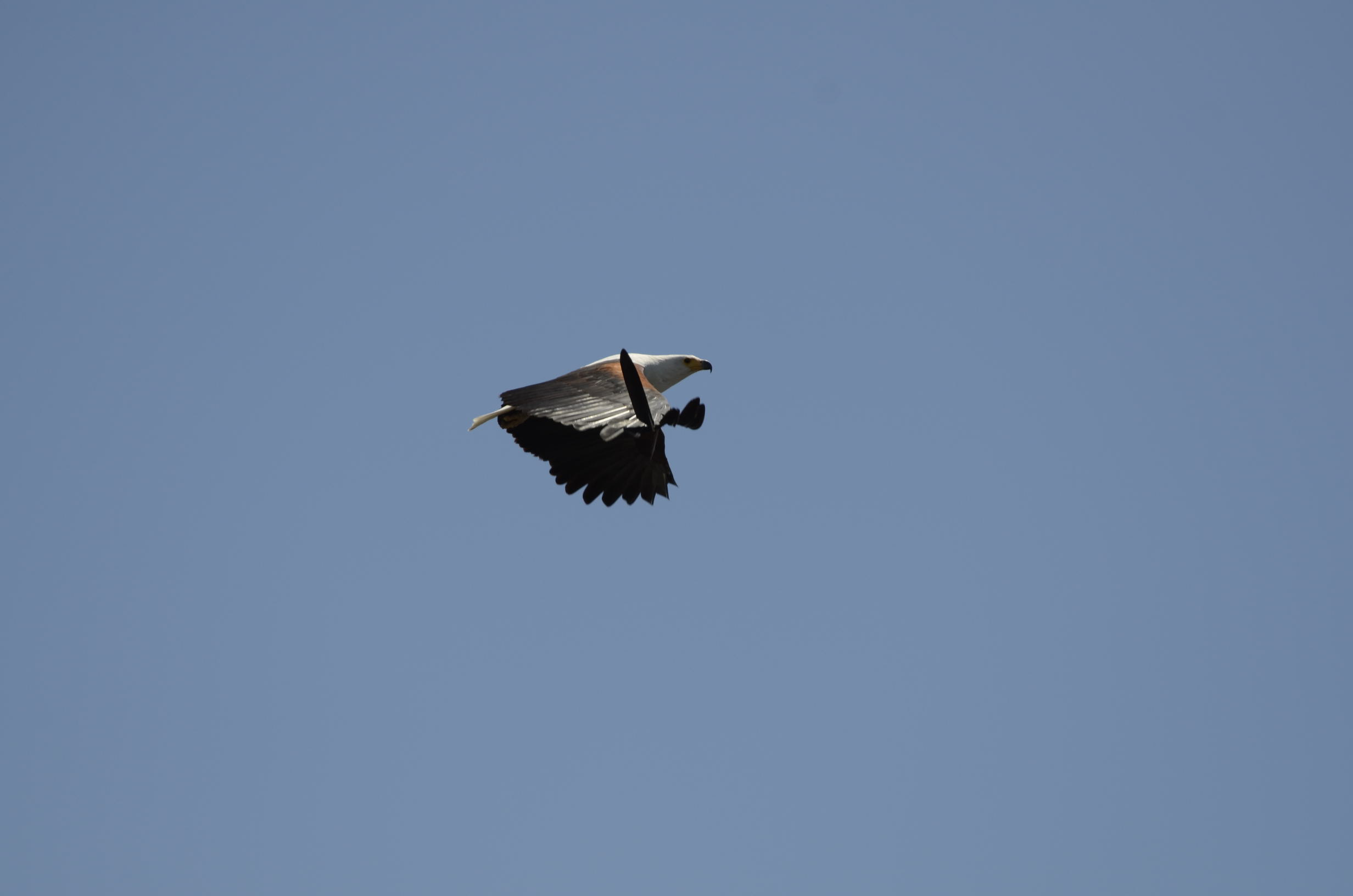 _DSC9689.jpg