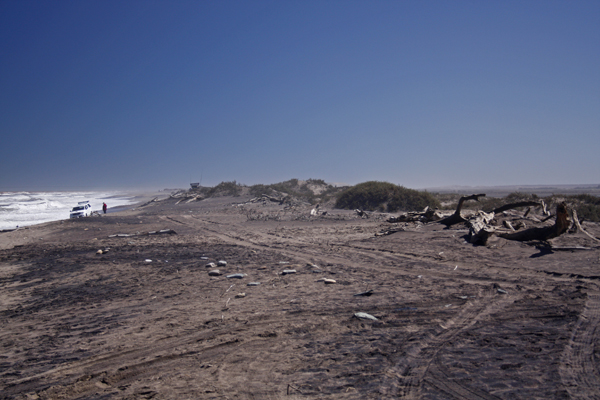 The beech at Alexander Bay near the Orange River Mouth