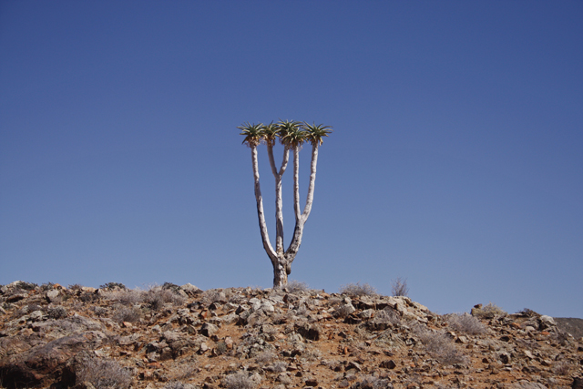 A Kokerboom
