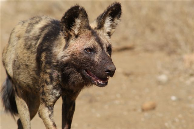 Wilde hond net klaar gevreet