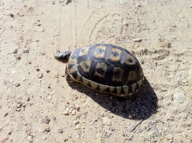 Pearly Beach resident