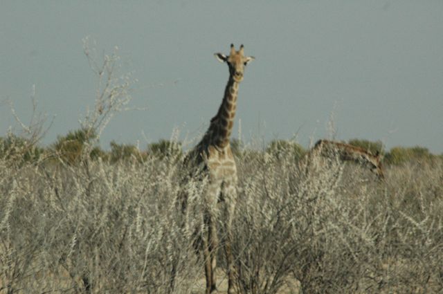 The tallest inhabitant