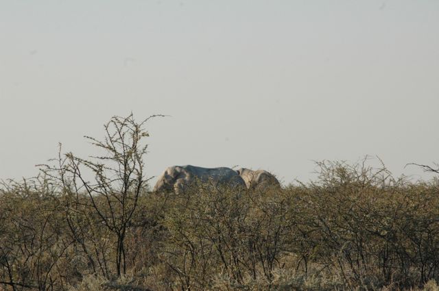 the first Elephants photographed