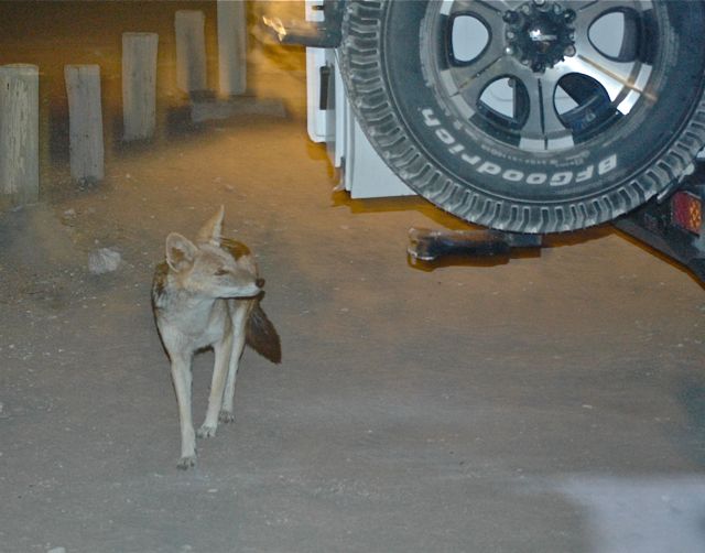 an uninvited supper guest on the 1st evening in the Etosha