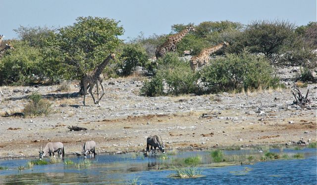 a waterhole outside Okuakuejo