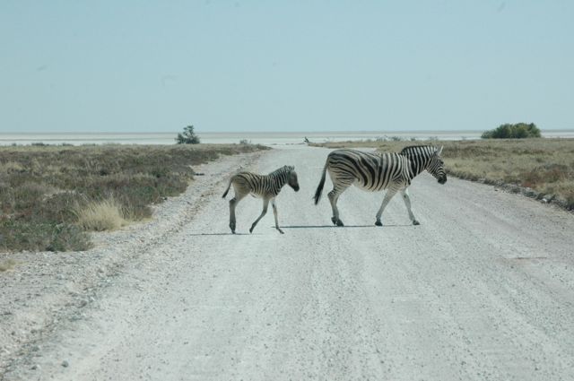 mother and foal