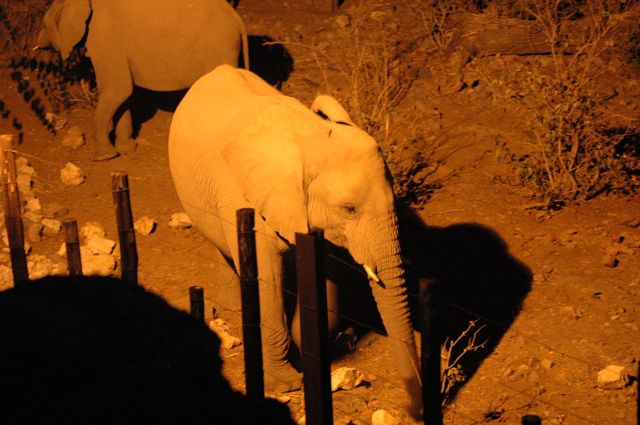 the elephants a Halali were fantastic....day or night