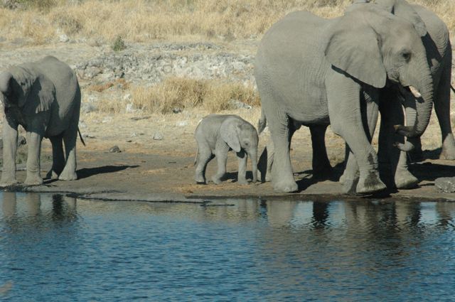 it was heart-warming to see some many HEALTHY elephants, of all sizes, in the Etosha